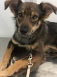 Chico