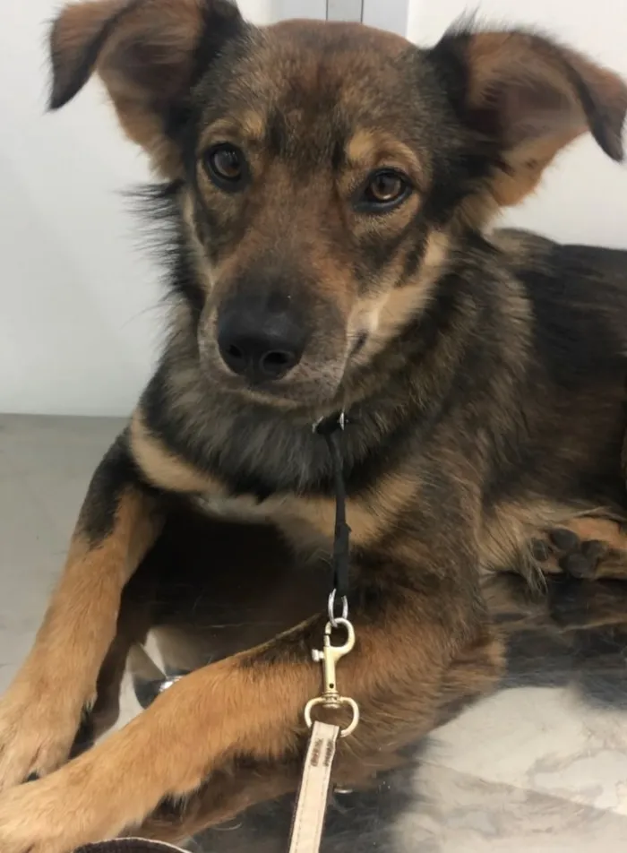 Cachorro ra a Srd idade 1 ano nome Chico