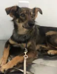 Chico