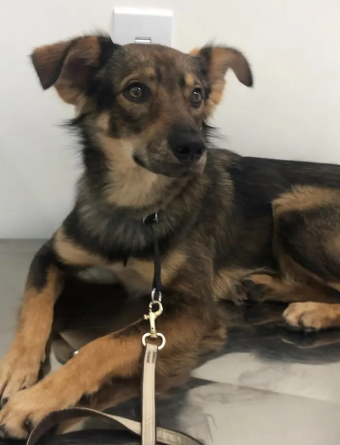 Cachorro ra a Srd idade 1 ano nome Chico