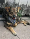 Chico