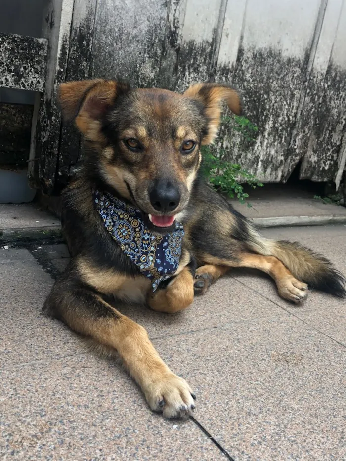 Cachorro ra a Srd idade 1 ano nome Chico
