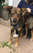 Chico