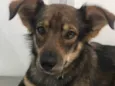 Chico