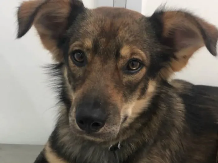 Cachorro ra a Srd idade 1 ano nome Chico