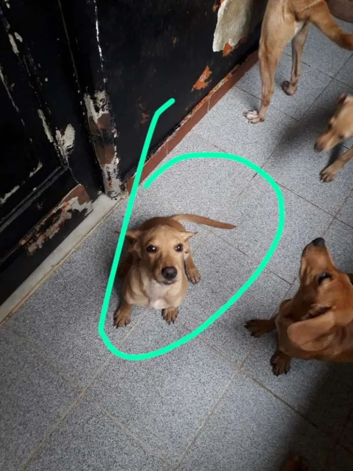 Cachorro ra a srd idade 2 a 6 meses nome Sem nome