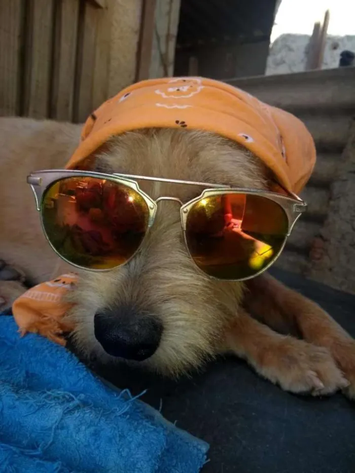 Cachorro ra a srd idade 1 ano nome Lucky