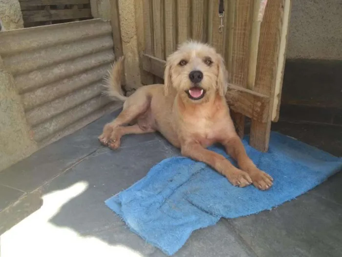 Cachorro ra a srd idade 1 ano nome Lucky