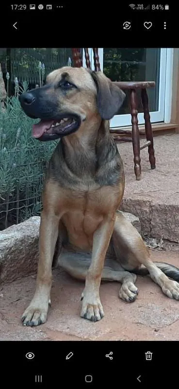 Cachorro ra a Labrador c/ Pastor Belga idade 7 a 11 meses nome Cora