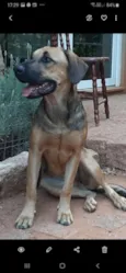 Cora