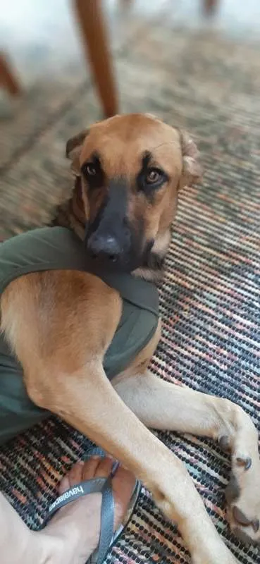 Cachorro ra a Labrador c/ Pastor Belga idade 7 a 11 meses nome Cora