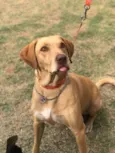 Pipoca