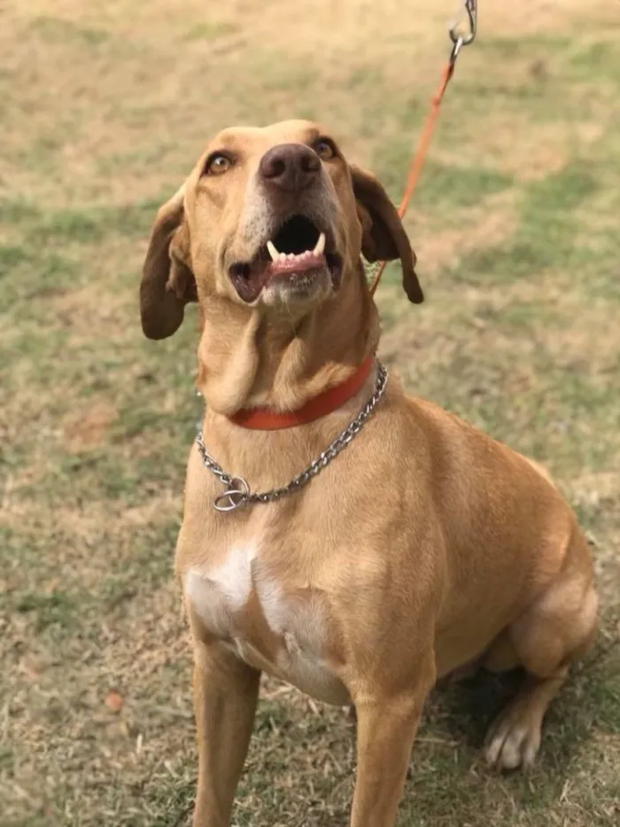 Cachorro ra a Srd  idade 4 anos nome Pipoca 