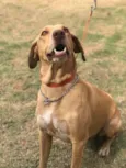 Pipoca