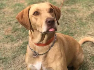 Cachorro raça Srd  idade 4 anos nome Pipoca 