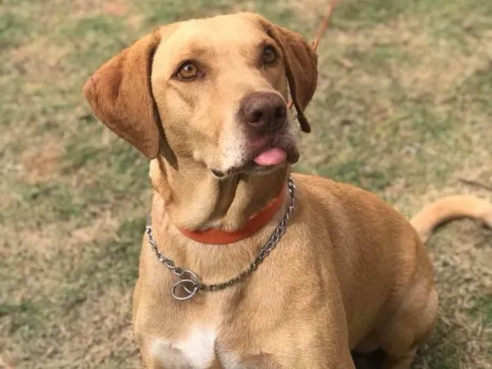 Cachorro ra a Srd  idade 4 anos nome Pipoca 