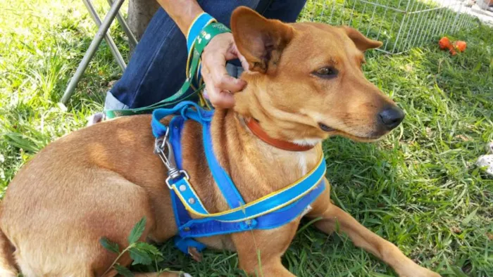 Cachorro ra a Srd idade 3 anos nome Olavo