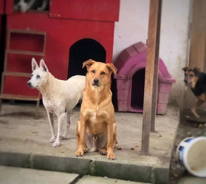 Cachorro ra a Srd idade 3 anos nome Olavo