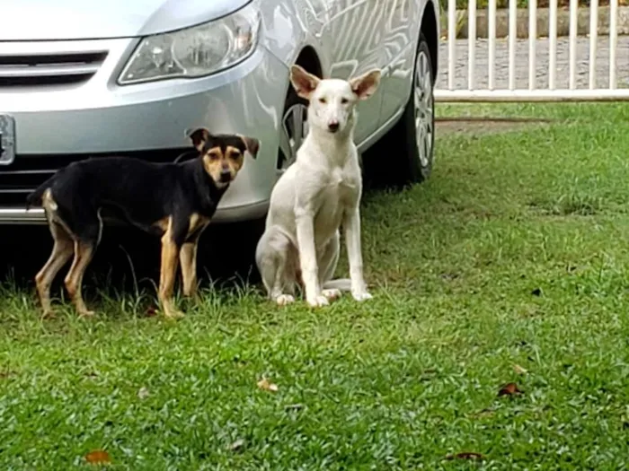 Cachorro ra a de rua idade 2 a 6 meses nome Orelha e Zé bolinha