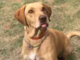 Pipoca