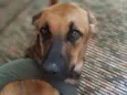 Cora