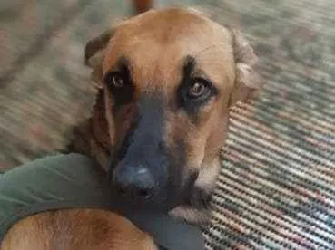 Cachorro ra a Labrador c/ Pastor Belga idade 7 a 11 meses nome Cora