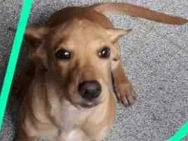 Cachorro raça srd idade 2 a 6 meses nome Sem nome