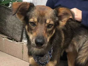 Cachorro raça Srd idade 1 ano nome Chico