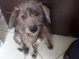 Nina