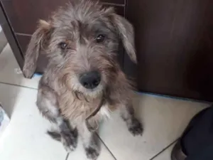 Cachorro raça SRD idade 7 a 11 meses nome Nina