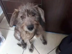 Cachorro raça SRD idade 7 a 11 meses nome Nina