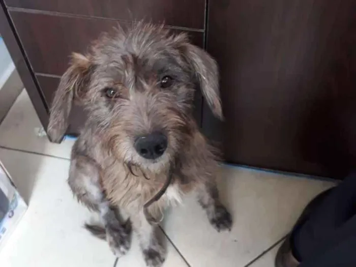 Cachorro ra a SRD idade 7 a 11 meses nome Nina