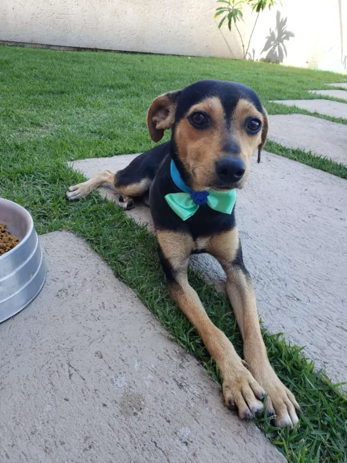 Cachorro ra a  idade 7 a 11 meses nome Orelha e Zé bolinha