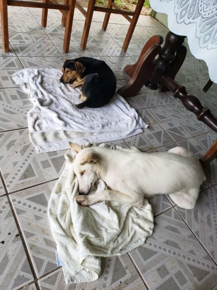 Cachorro ra a  idade 7 a 11 meses nome Orelha e Zé bolinha