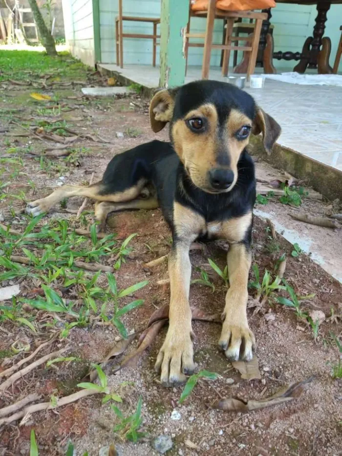 Cachorro ra a  idade 7 a 11 meses nome Orelha e Zé bolinha