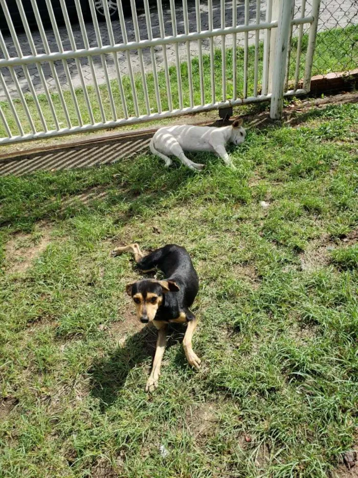 Cachorro ra a  idade 7 a 11 meses nome Orelha e Zé bolinha