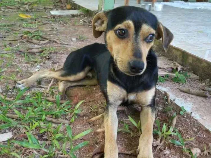 Cachorro ra a  idade 7 a 11 meses nome Orelha e Zé bolinha