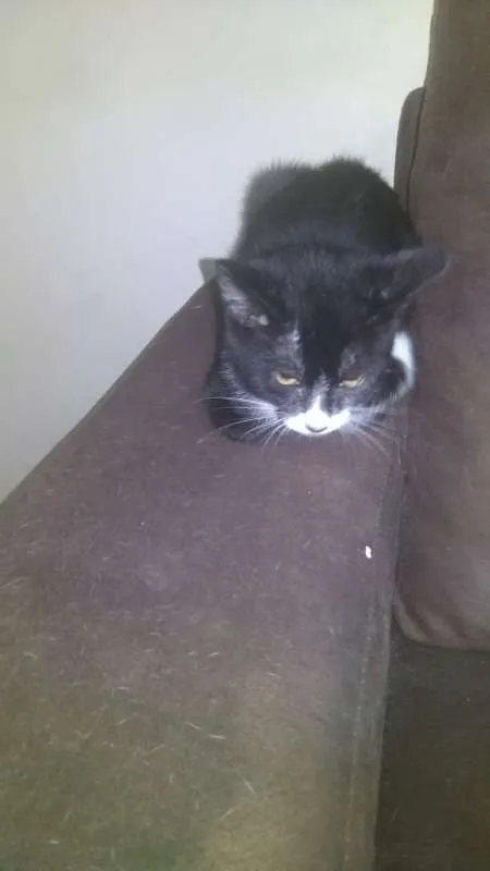 Gato raça Indefinida idade 2 a 6 meses nome Sem nome