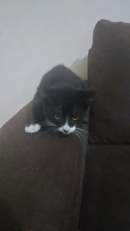 Gato raça Indefinida idade 2 a 6 meses nome Sem nome