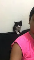 Gatinho