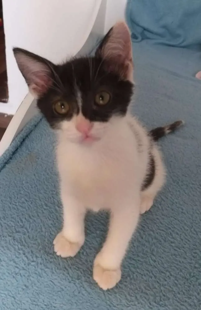Gato ra a SRD idade 2 a 6 meses nome Batman