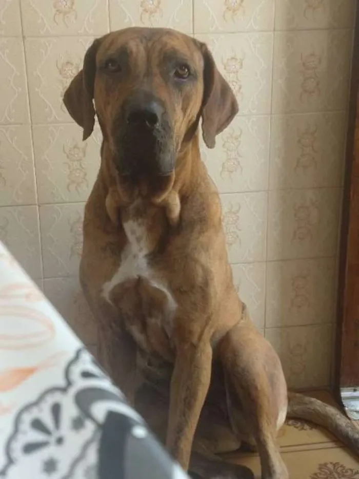 Cachorro ra a Fila brasileiro idade 3 anos nome Duquesa