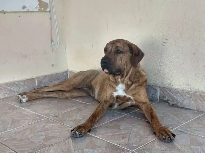 Cachorro ra a Fila brasileiro idade 3 anos nome Duquesa