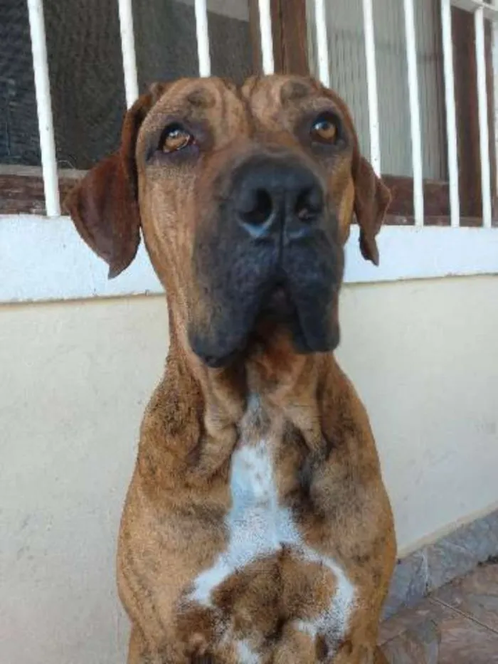 Cachorro ra a Fila brasileiro idade 3 anos nome Duquesa