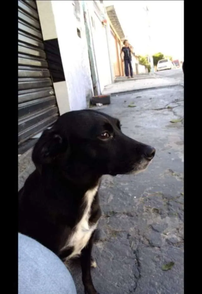 Cachorro ra a Srd idade 4 anos nome Pantera 