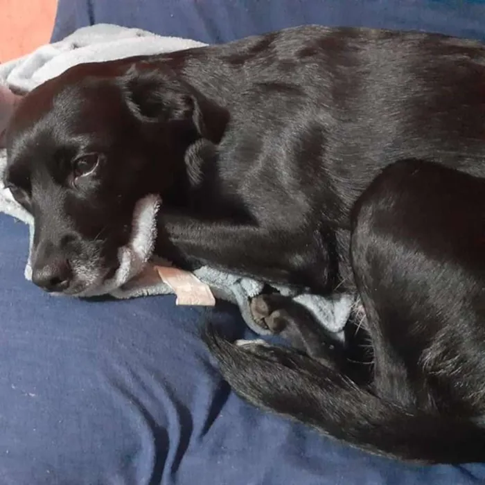 Cachorro ra a Srd idade 4 anos nome Pantera 