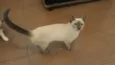 Menina