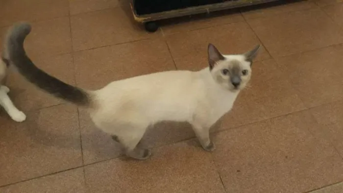 Gato ra a Siamês  idade 7 a 11 meses nome Menina