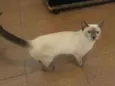 Menina