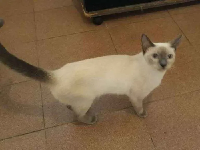 Gato ra a Siamês  idade 7 a 11 meses nome Menina